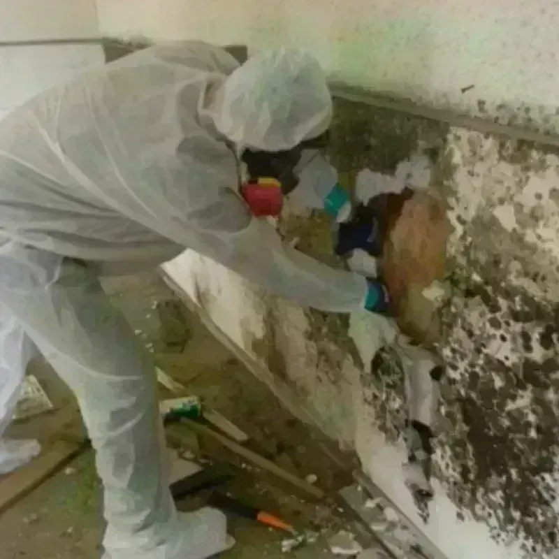 Mold Remediation and Removal in Mantua, VA